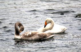 The World's Vulnerable Species White Swans