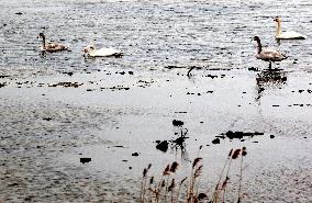 The World's Vulnerable Species White Swans