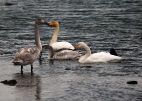 The World's Vulnerable Species White Swans