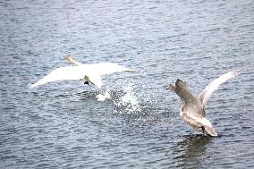 The World's Vulnerable Species White Swans