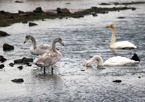 The World's Vulnerable Species White Swans