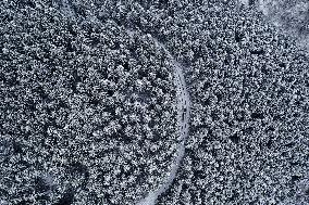 Heavy Snow Hits Chongqing