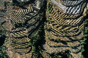 Poverty Alleviation Tea Garden Terraced