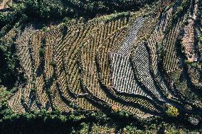 Poverty Alleviation Tea Garden Terraced