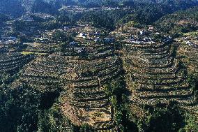 Poverty Alleviation Tea Garden Terraced