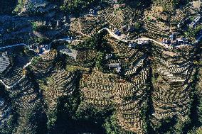 Poverty Alleviation Tea Garden Terraced