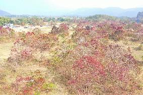 China Winter Weather