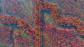 China Colorful Winter