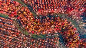 China Colorful Winter