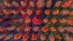 China Colorful Winter