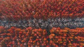 China Colorful Winter