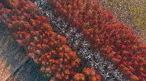 China Colorful Winter