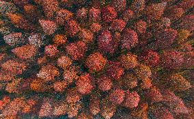 China Colorful Winter