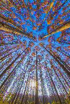 China Colorful Winter