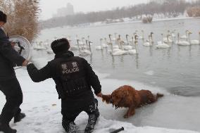 The Police Rescued The Golden Retriever