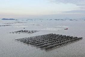 Seaweed Plantations in Island