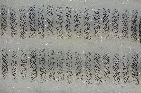 Seaweed Plantations in Island