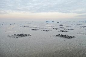 Seaweed Plantations in Island