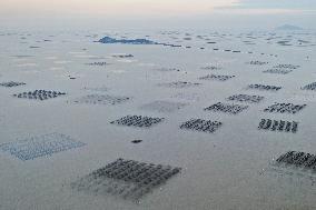 Seaweed Plantations in Island