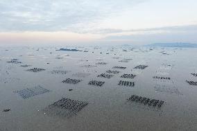 Seaweed Plantations in Island