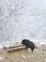 Cattle Raised in Alpine Pastures