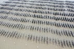 Seaweed Plantations in Island