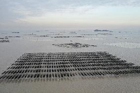 Seaweed Plantations in Island