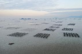 Seaweed Plantations in Island