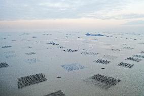 Seaweed Plantations in Island