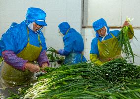 China Agricultural Harvest