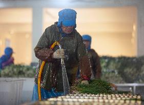 China Agricultural Harvest