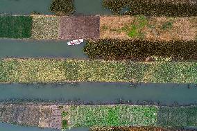 China Agricultural Harvest