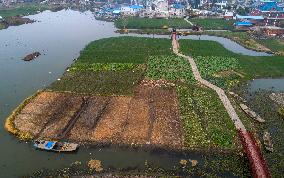 China Agricultural Harvest