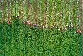 China Agricultural Harvest