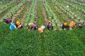 China Agricultural Harvest