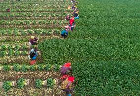 China Agricultural Harvest