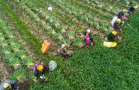 China Agricultural Harvest