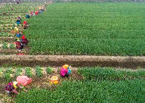 China Agricultural Harvest