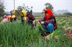 China Agricultural Harvest