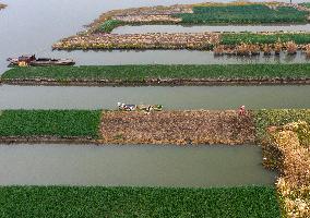 China Agricultural Harvest