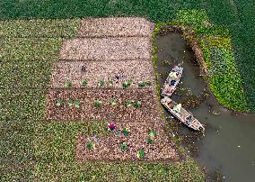 China Agricultural Harvest