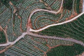 Winter Agricultural Products