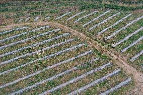 Winter Agricultural Products