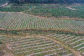 Winter Agricultural Products