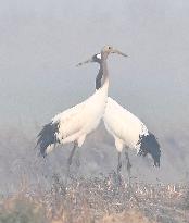 Red-crowned Cranes Foraging At The National Rare Bird Nature Res