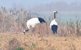 Red-crowned Cranes Foraging At The National Rare Bird Nature Res