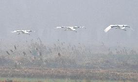 Red-crowned Cranes Foraging At The National Rare Bird Nature Res