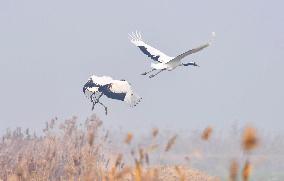 Red-crowned Cranes Foraging At The National Rare Bird Nature Res