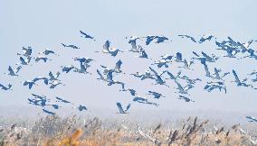 Red-crowned Cranes Foraging At The National Rare Bird Nature Res