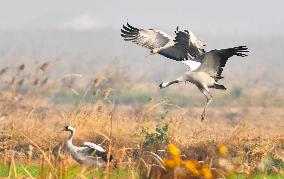 Red-crowned Cranes Foraging At The National Rare Bird Nature Res